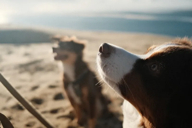 Vakantiepark met de hond mee — onze tips, plus één waarschuwing